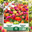 Tulipes en mélange de couleurs – 25 bulbes