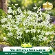 Ornithogalum nutans (étoile penchée) – 10 bulbes