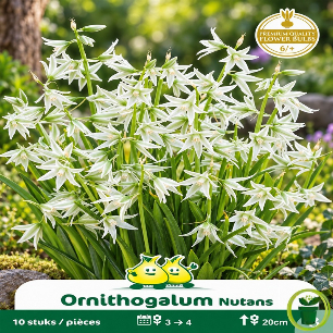 Ornithogalum nutans (étoile penchée) – 10 bulbes