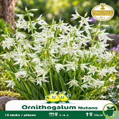 Ornithogalum nutans (étoile penchée) – 10 bulbes
