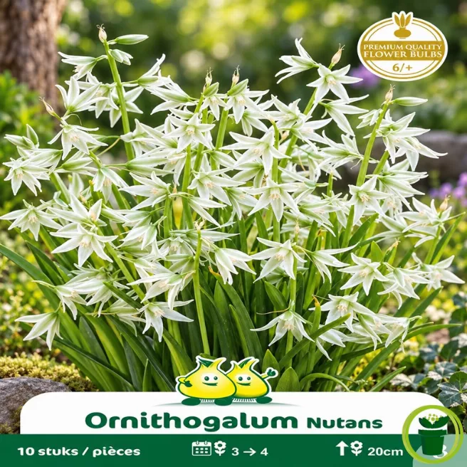 Ornithogalum nutans (étoile penchée) – 10 bulbes