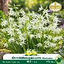 Ornithogalum nutans (étoile penchée) – 10 bulbes