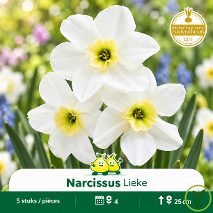 Narcisse botanique Lieke – 5 bulbes