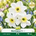 Narcisse botanique Lieke – 5 bulbes
