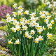 Narcisse Canaliculatus – 7 bulbes