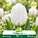 Tulipe Hakuun - 7 bulbes