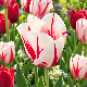 Tulipe Sorbet - 7 bulbes