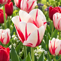 Tulipe Sorbet - 7 bulbes