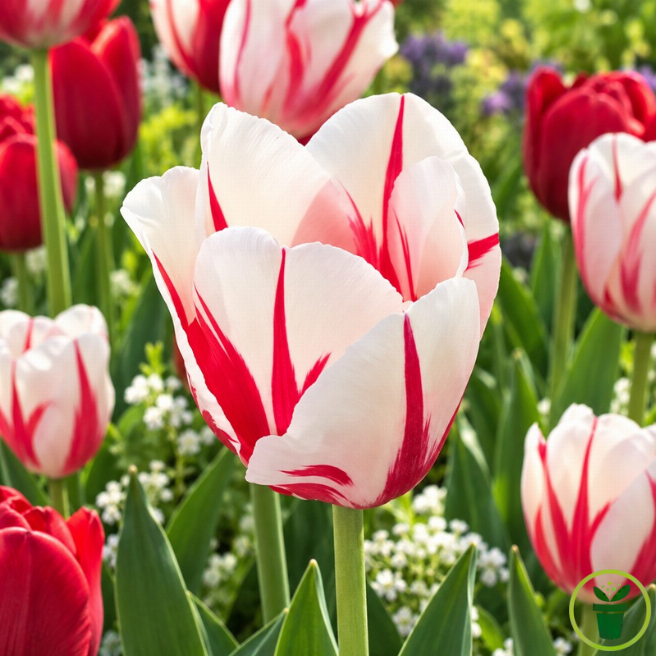 Tulipe Sorbet - 7 bulbes
