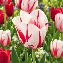 Tulipe - 7 bulbes