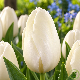 Tulipe Maureen - 7 bulbes