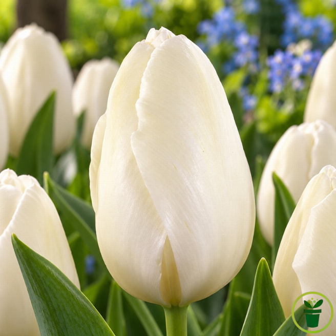 Tulipe Maureen - 7 bulbes