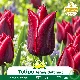 Tulipe à fleur de lis Jenny Butchart – 7 bulbes