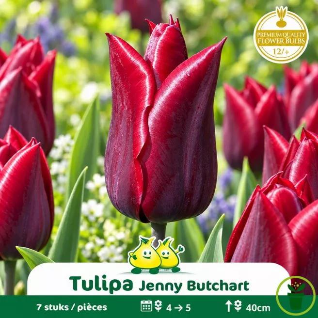 Tulipe à fleur de lis Jenny Butchart – 7 bulbes