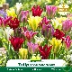 Tulipe à fleur de lis Viridiflora mélange – 7 bulbes