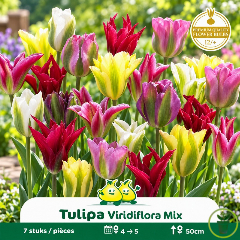 Tulipe à fleur de lis Viridiflora mélange – 7 bulbes