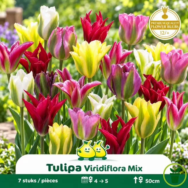 Tulipe à fleur de lis Viridiflora mélange – 7 bulbes
