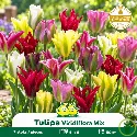 Tulipe à fleur de lys – 7 bulbes