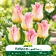 Tulipe à fleur de lis Elegant Lady – 7 bulbes