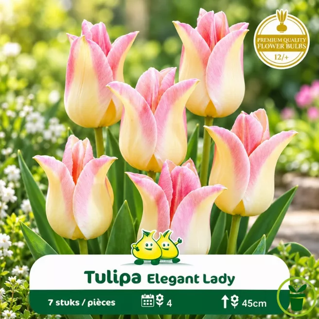 Tulipe à fleur de lis Elegant Lady – 7 bulbes
