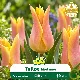 Tulipe à fleur de lis Marianne – 7 bulbes