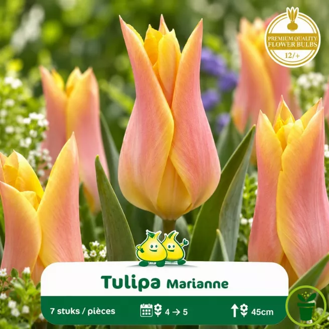 Tulipe à fleur de lis Marianne – 7 bulbes