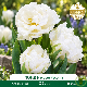 Tulipe double Mount Tacoma– 7 bulbes