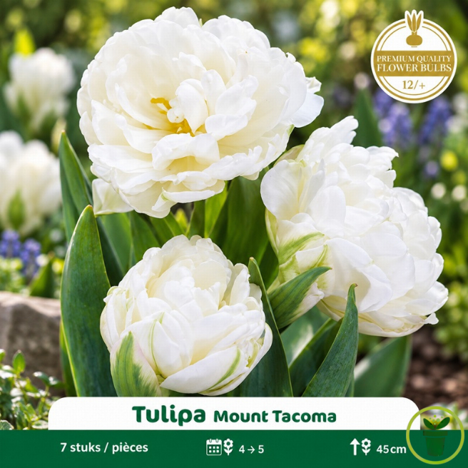 Tulipe double Mount Tacoma– 7 bulbes