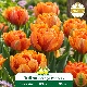 Tulipe double Orange Princess– 7 bulbes