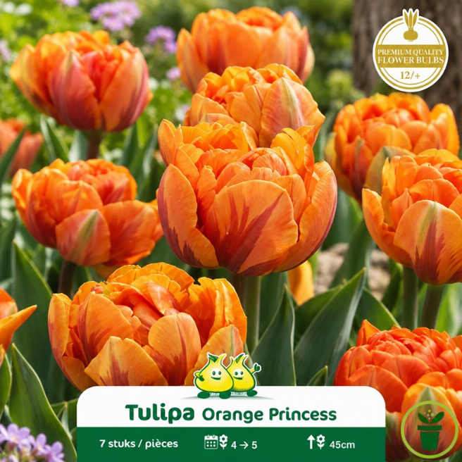 Tulipe double Orange Princess– 7 bulbes