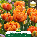 Tulipe à fleur double – 7 bulbes