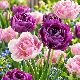 Tulipe double Angélique Lilac Perfection– 7 bulbes