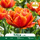 Tulipe double Icoon – 7 bulbes