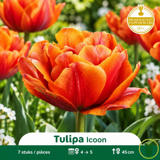 Tulipe double Icoon – 7 bulbes