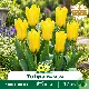 Tulipe botanique Kaufmanniana Partitura – 7 bulbes