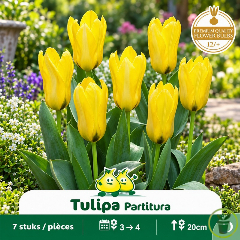 Tulipe botanique Kaufmanniana Partitura – 7 bulbes