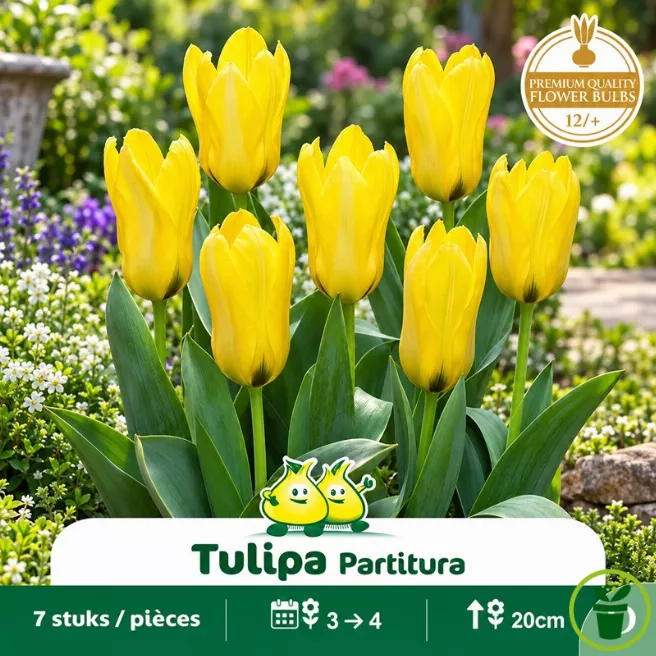Tulipe botanique Kaufmanniana Partitura – 7 bulbes