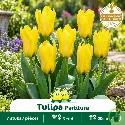 Tulipe botanique Kaufmanniana Partitura – 7 bulbes