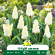 Tulipe Concerto – Sachet de 10 bulbes