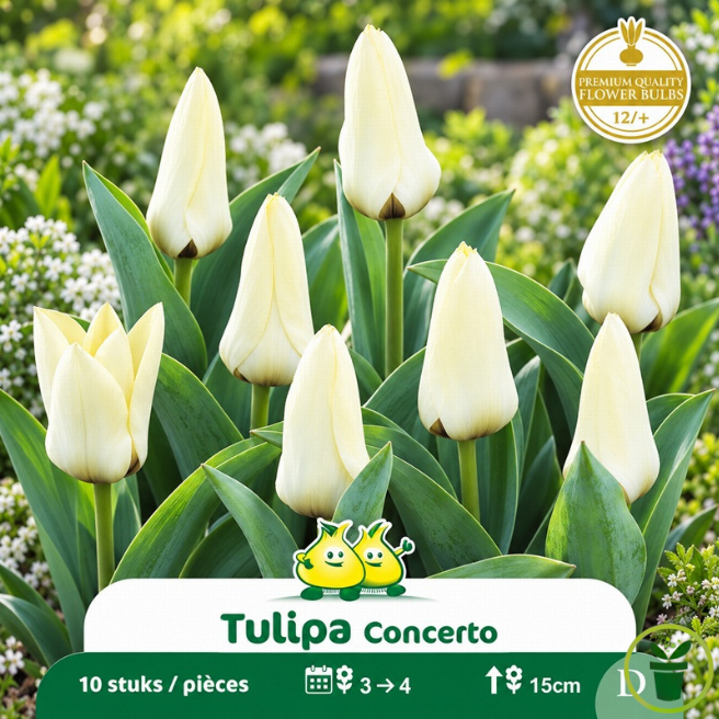 Tulipe Concerto – Sachet de 10 bulbes