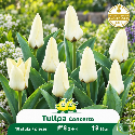Tulipe naine - Bulbes