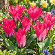 Tulipe Pink Dwarf – Sachet de 7 bulbes