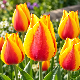 Tulipe Miskodeed – Sachet de 7 bulbes