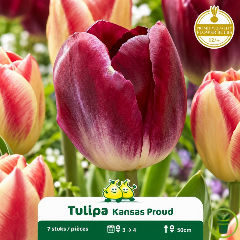 Tulipe Triumph Kansas Proud – 7 bulbes