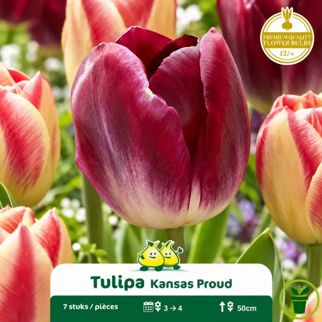 Tulipe Triumph Kansas Proud – 7 bulbes