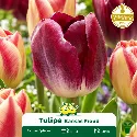 Tulipe Triumph Kansas Proud – 7 bulbes
