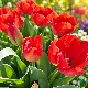 Tulipe Darwin Orange van Eyck – 7 bulbes