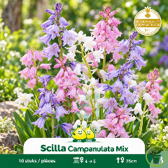 Scille campanulata mélange 10 bulbes