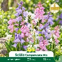 Scille campanulata – Bulbes