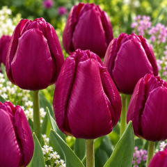 Tulipe Purple Prince – 7 bulbes